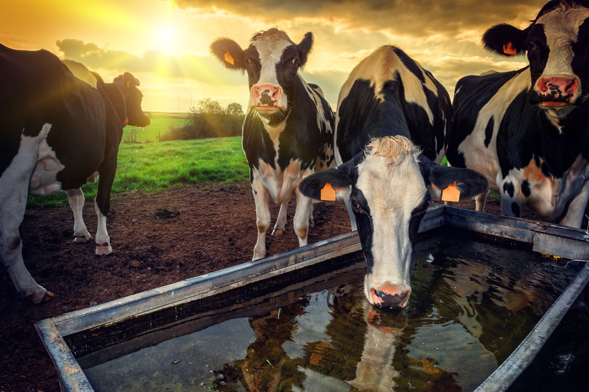 Four dairy cows standing around a water trough while the sun goes down. One cow in lapping up the water while the others look on.